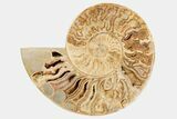 Daisy Flower Ammonite (Choffaticeras) - Madagascar #191238-2